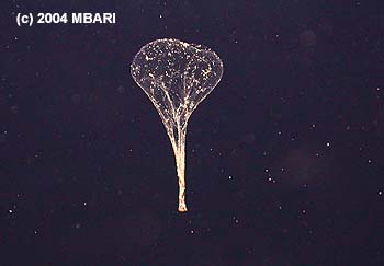 When a larvacean's mucus nets become clogged, the animal swims free. The abandoned nets then collapse like a deflated balloon and sink rapidly, carrying tiny animals and food particles toward the seafloor. Image credit: (c) 2004 MBARI 