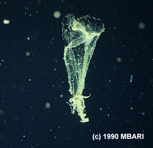 When a larvacean's mucus filters become clogged, the animal swims free. The abandoned house then collapses like a deflated balloon and sinks rapidly, carrying tiny animals and food particles toward the seafloor. Image credit: (c) 1990 MBARI