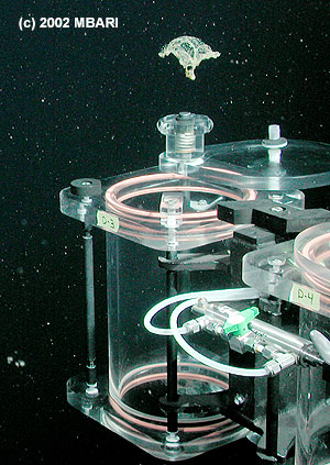 Tiburon Dive# 395 Lat= 36.32439041 Lon= -122.90267944 Depth= 2290.5 m Temp= 1.882 C Sal= 34.383 PSU Oxy= 1.84 ml/l Xmiss= 83.7% Source= digitalImages/Tiburon/2002/tibr395/DSCN1690.JPG Epoch seconds= 1014233317 Beta timecode= 04:47:25:19