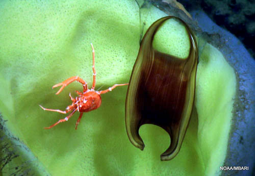 skate_egg_case