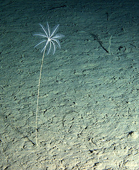 This stalked crinoid (a distant relative of sea urchins) was photographed on the deep seafloor at 