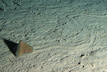 A deep-sea urchin crawls across the muddy seafloor at Station M, about 220 kilometers off the California coast and 4,000 meters below the sea surface. After studying these and other deep-sea animals, Smith's group has seen their populations change dramatically from one year to another. Image: © 2007 MBARI