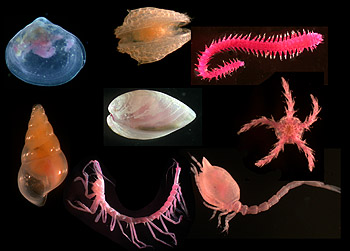 This photomontage (not to scale) shows some of the deep-sea animals that live in the seafloor sediment at 