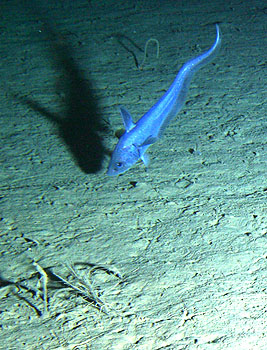 A small grenadier fish swims over the seafloor at Station M. Between 1989 and 2004, the number of grenadier at Station M doubled. Image: © 2007 MBARI