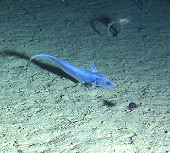 A small grenadier fish swims over the seafloor at Station M. Between 1989 and 2004, the number of grenadier at Station M doubled. This photograph was taken using an underwater camera whose time-lapse photographs show changes in the number and types of animals on the deep seafloor (see video below). Image credit: © 2007 MBARI