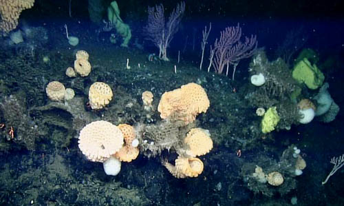 Coral/sponge gardens cover rocky outcrops on Sur Ridge.