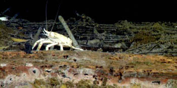 A squat lobster, or galetheid crab, walking across the top of the corn bale.