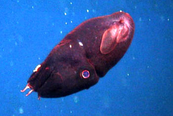 squid