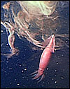 A deep-sea squid releases ink for MBARI's video cameras.