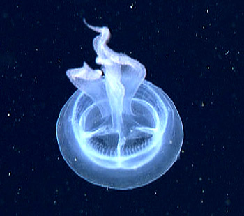 Today, we observed this very rare jelly, Stellamedusa ventana. It was discovered by the midwater lab in the 1990s and was named after MBARI’s ROV Ventana.