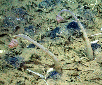 These unusual boneworms live in seafloor sediment and send roots into the sediment, presumably to digest fragments of bone. Image: © 2005 MBARI