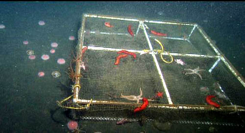 An urchin exclusion cage on the seafloor at 200 meters. This has several sea stars and sea cucumbers on top.