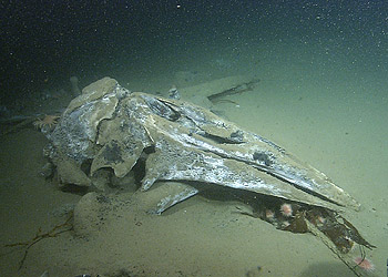 whale-skull-t933-350