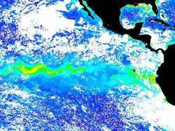 Satellite image of the 1998 equatorial algal bloom. Image: NASA SeaWIFS project