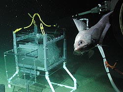 A deep-sea fish swims past an MBARI carbon dioxide experiment in Monterey Bay. Image: (c) 2002 MBARI