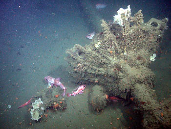 Image credit: (c) 2006 NOAA/MBARI 