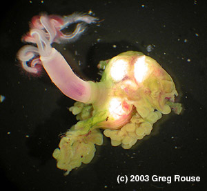 Laboratory photo of one of the newly discovered bone-eating worms, Osedax frankpressi, which has been removed from a whale bone. Normally only the red and white plumes and the pinkish trunk would be visible. The greenish roots and whitish ovary would be hidden inside the bone. Image credit: (c) 2003 Greg Rouse