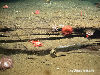 This photograph was taken by MBARI's Remotely Operated Vehicle (ROV) Tiburon about 680 meters below the surface at Rodriguez Seamount. The layered rocks are hypothesized to be ancient beach sands from a time when this seamount was a volcanic island off the coast of Southern California. This photograph also shows a few of the deep-water marine animals that inhabit the slopes of these seamounts. Image credit: (c) 2003 MBARI