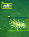 A computer automatically highlighted a rockfish and a sea star in this underwater video clip.