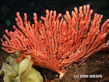 The large cold-water corals found on many seamounts grow very slowly and if undisturbed, may live for hundreds of years. Image credit: (c) 2004 MBARI