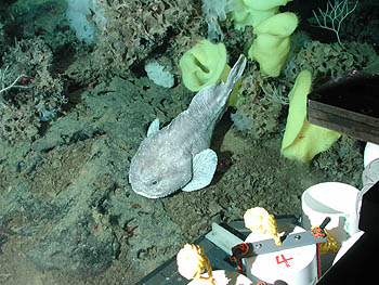 A variety of deep-sea fish, such as this blob sculpin, live among yellow sponge gardens of Davidson Seamount. Image: (c) 2002 MBARI/NOAA