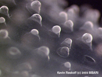 Image credit: Kevin Raskoff © 2003 MBARI 