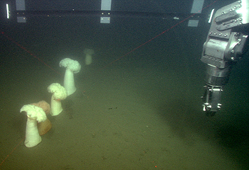  This photograph, taken by ROV Ventana, shows a line of sea anemones attached to the Pioneer Seamount cable, which is buried beneath the sediment. In some areas, MBARI's ROV pilots were able to follow the buried cable by looking for such lines of anemones. They also used an electronic cable-tracking system, part of which is visible at the top of this image. Image: (c) 2003 MBARI.