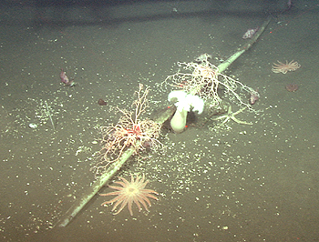 This photograph shows a variety of marine life living near the Pioneer Seamount cable, which crosses the continental shelf offshore of Half Moon Bay. The animals in this image include several sea stars and basket stars, an anemone, and a number of young rockfish. For scale, the cable is about 3.2 cm (1.25 inches) in diameter. Image: (c) 2003 MBARI.