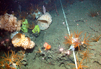  This photograph shows the Pioneer Seamount cable on the slopes of Pioneer Seamount. Near the cable are colorful sponges, a flytrap anemone, mushroom corals, and feathery crinoids. Image: (c) 2003 MBARI