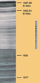 This section of a sediment core from the Santa Barbara Channel shows the annual layers of sediments laid down each year. The scale to the right of the core is marked in centimeters. Image: (c) 2005 David Field