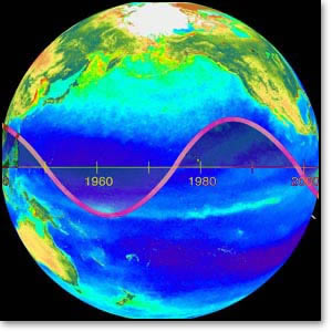 Long-term oceanographic cycles superimposed over a SeaWIFS satellite image of chlorophyll in the Pacific Ocean. SeaWIFS image provided by the SeaWIFS Project, NASA/Goddard Space Flight Center, and ORBIMAGE.