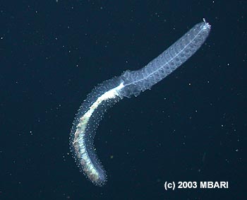 This newly discovered deep-sea siphonophore is about 45 cm (18 inches) long. The upper half of the colony consists of swimming bells that pulse like jellyfish to keep the colony moving through the water. The lower half carries hundreds of pale white stinging tentacles, which are used to capture small deep-sea fishes. Image: (c) 2003 MBARI