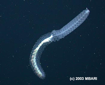 Deep-sea jelly uses glowing red lures to catch fish • MBARI