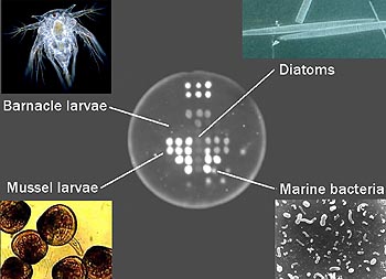 The gray circle in the center of this image is a close-up view of a membrane in one of the ESP's