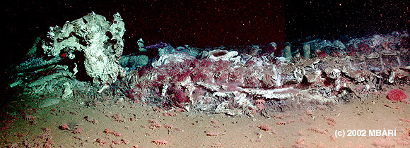 Photo montage of the whale fall in Monterey Canyon, as it appeared in February 2002, soon after its discovery. Note the large numbers of red worms carpeting its body. The small pink animals in the foreground are scavenging sea cucumbers. Image credit: (c) 2002 MBARI 