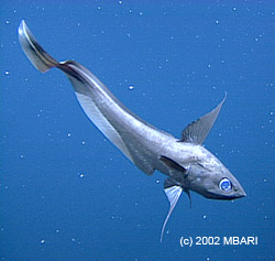 The hyperbaric fish trap is designed to bring deep-sea fish, such as this rattail (Coryphaenoides acrolepis) to the surface without damage from decompression. Photo: (c) 2002 MBARI