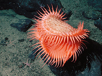 Image credit: Image: (c) 2002 MBARI / NOAA