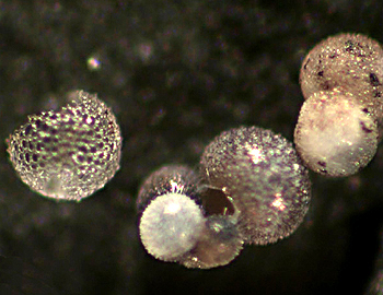 Foraminifera are small, amoeba-like organisms that live inside shells (
