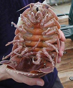 This giant deep-sea isopod is an example of an animal that has evolved to a much larger size in deeper water. These isopods are distant relatives of the tiny