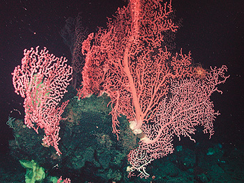 Near the crest of Davidson Seamount are spectacular forests of deep-sea