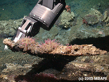  A whale bone covered with O. frankpressi worms being collected by the manipulator arm on MBARI's remotely operated vehicle Tiburon at a depth of almost three kilometers in Monterey Canyon. Image credit: (c) 2003 MBARI 