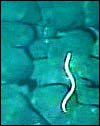 The newly named hagfish swimming over pillow lava on the East Pacific Rise.