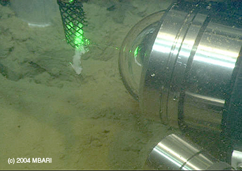 This photograph taken by a camera on board the ROV Ventana shows a thin stream of carbon dioxide hydrate slurry being illuminated by green light from the carefully focused laser (at right). A sensor next to the laser picks up the scattered light, which is analyzed to determine the physical and chemical properties of the hydrate. Image (c) 2004 MBARI
