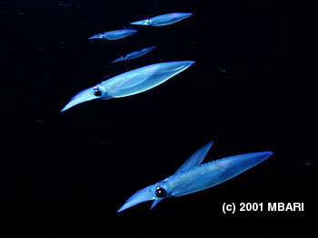 A small group of market squid (Loligo opalescens) swimming in formation. During the spring and summer, huge schools of adult market squid gather in Monterey Bay to spawn. Photo: (c) 2001 MBARI