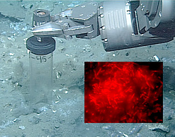 The manipulator arm on MBARI's remotely operated vehicle Tiburon prepares to collect a push core of deep-sea mud from the Eel River Basin, offshore of Northern California. The inset shows a microphotograph of rod-shaped methane-consuming microbes from the sediment core. Undersea image: (c) 2001 MBARI. Microphotograph: Steve Hallam (c) 2002 MBARI