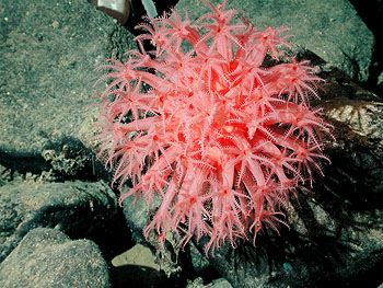 Image credit: Image: (c) 2002 MBARI / NOAA