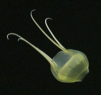  Even relatively well known animals, such as this jelly in the genus Aegina, sometimes surprise scientists by evolving unusual forms or colors in deep water. Image: (c) 2006 MBARI