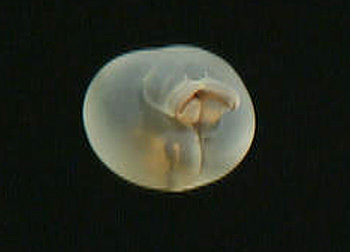  Some midwater animals, such as this deep-sea Chaetopterid worm, are so unusual that at first glance it is impossible to tell what group they belong to. Image: (c) 2006 MBARI