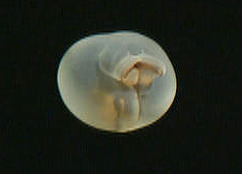 Some midwater animals, such as this deep-sea Chaetopterid worm, are so unusual that at first glance it is impossible to tell what group they belong to. Image: (c) 2006 MBARI