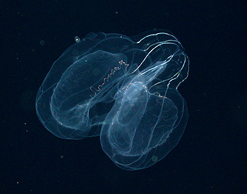 How do you classify an animal that has no color and no fixed shape and turns into a little puddle of slime when you try to preserve it for study on shore? Image: (c) 2006 MBARI